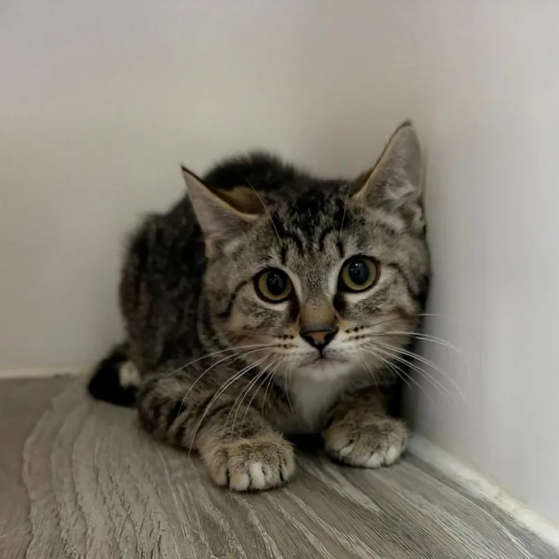 A baby medium-sized male Domestic Short Hair cat named Charlie Kelly for adoption in State College, PA
