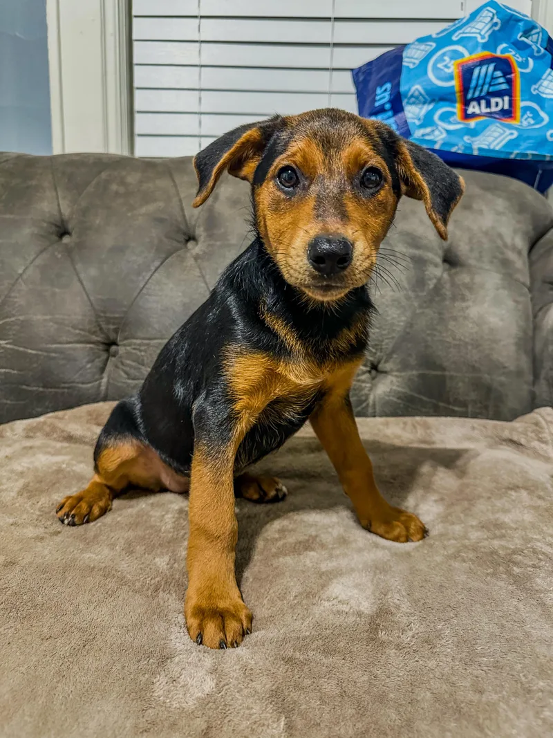 A baby large-sized female German Shepherd Dog dog named Magnolia June for adoption in Charleston , WV