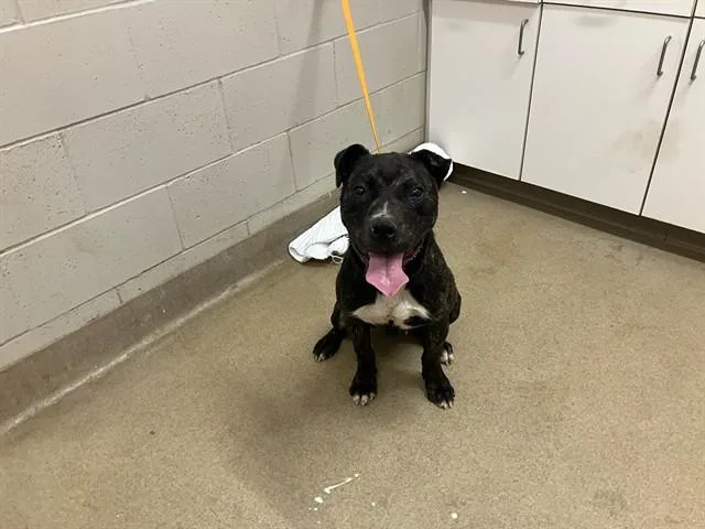 A young medium-sized male Pit Bull Terrier dog named Alfie for adoption in Santa Barbara, CA