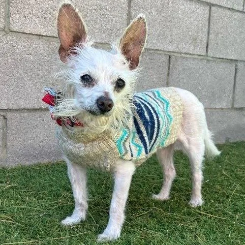 A senior small-sized female White / Cream Chihuahua dog named Peanut for adoption in Scottsdale, AZ