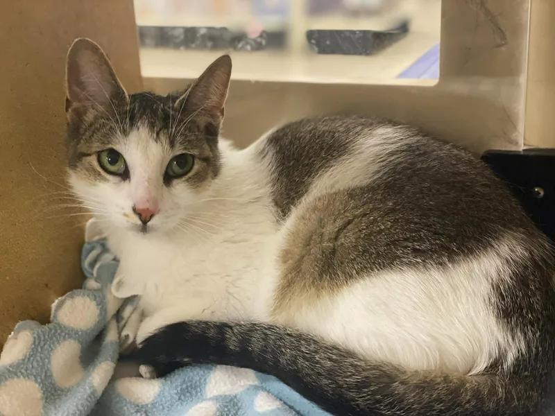 A young medium-sized female Tabby (Brown / Chocolate) Tabby cat named Miranda At Canton Petsmart for adoption in Taylor, MI