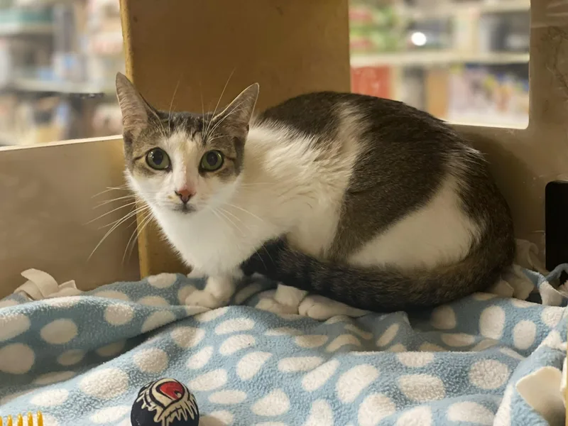 Miranda At Canton Petsmart thumbnail 2
