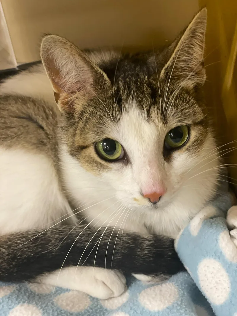 Miranda At Canton Petsmart thumbnail 3