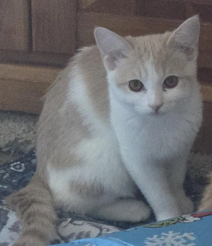 A young medium-sized female Domestic Short Hair cat named Jan for adoption in Phoenix, AZ
