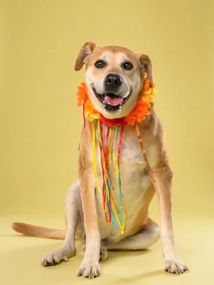 A senior large-sized female Mixed Breed dog named Zailey for adoption in Atlanta, GA
