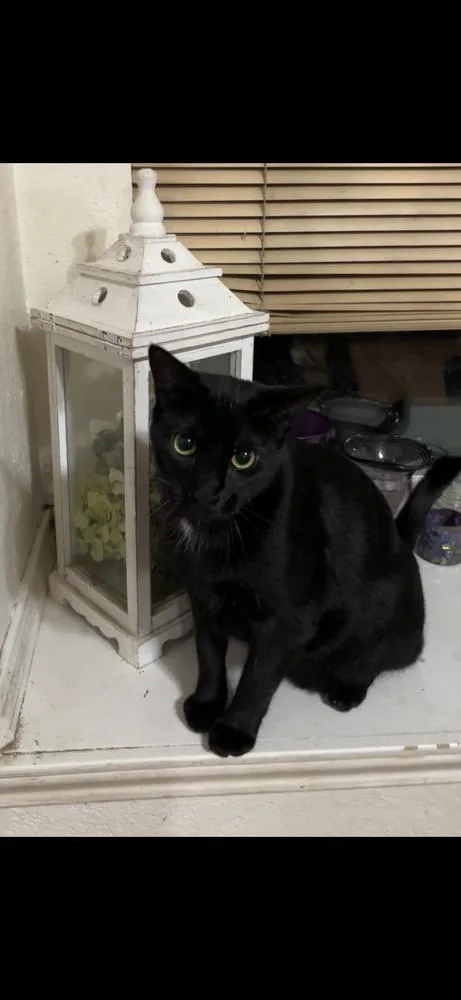 Lannister thumbnail 3