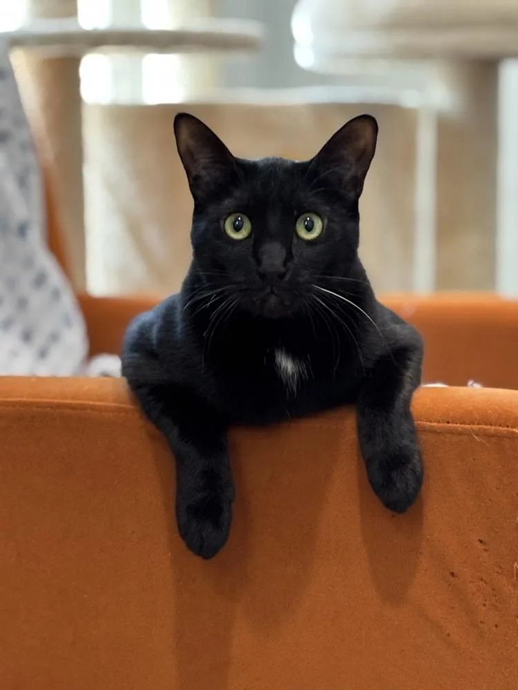 Lannister thumbnail 4