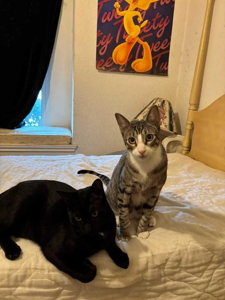 Lannister thumbnail 5