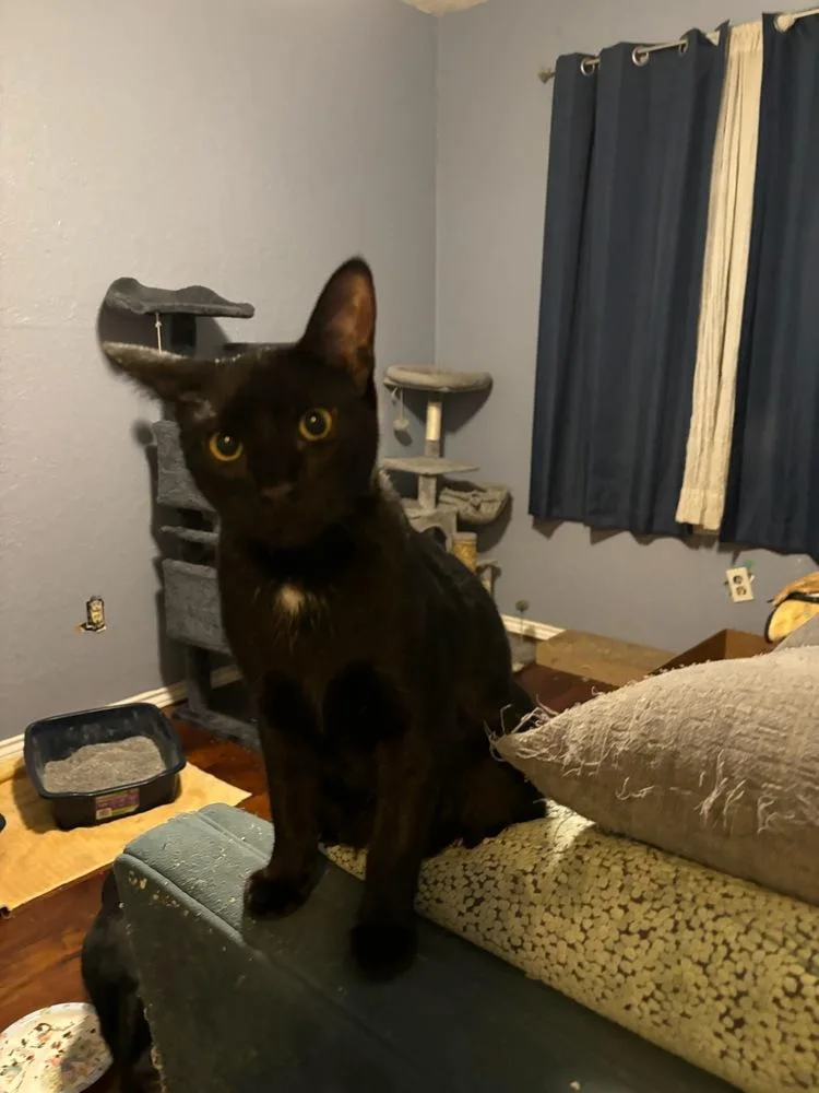 Lannister thumbnail 6