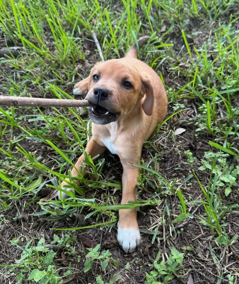 A baby medium-sized female Brown / Chocolate Shepherd dog named June Bug for adoption in Cypress, TX