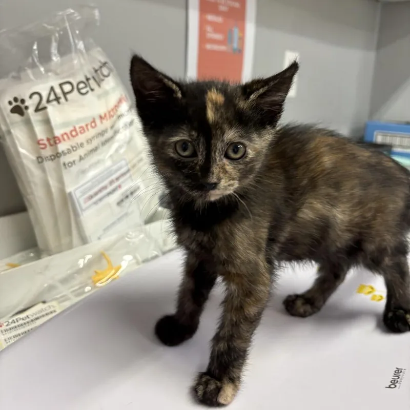 A baby small-sized female Tortoiseshell Domestic Short Hair cat named Rocket for adoption in Spokane, WA