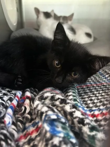 An adult small-sized female Domestic Short Hair cat named Swimmer for adoption in Spruce Pine, NC
