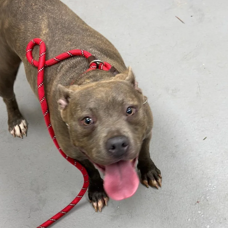 An adult medium-sized female Gray / Blue / Silver Mixed Breed dog named Maybelle for adoption in Columbus, GA