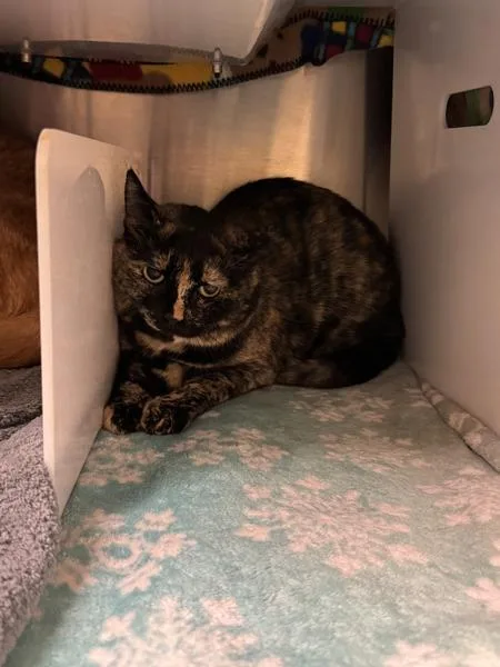 Pumpkin Loaf