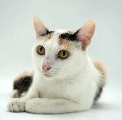 An adult medium-sized female Domestic Short Hair cat named Mattie for adoption in Bowling Green, KY