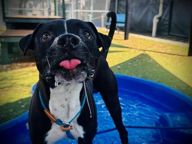 A young large-sized male Pit Bull Terrier dog named Jack Jack for adoption in Orlando, FL