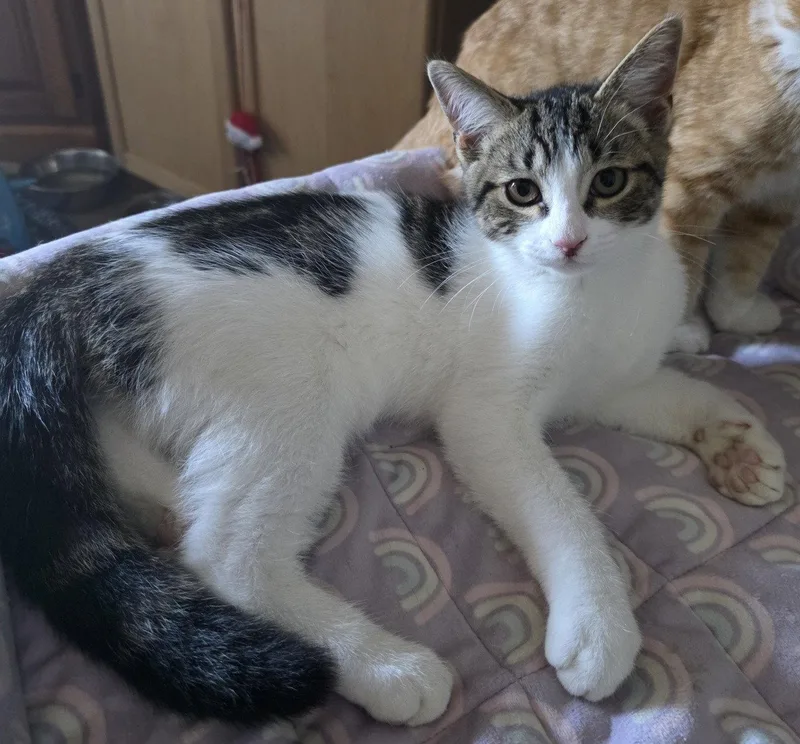 A young medium-sized male Domestic Short Hair cat named Greg for adoption in Phoenix, AZ