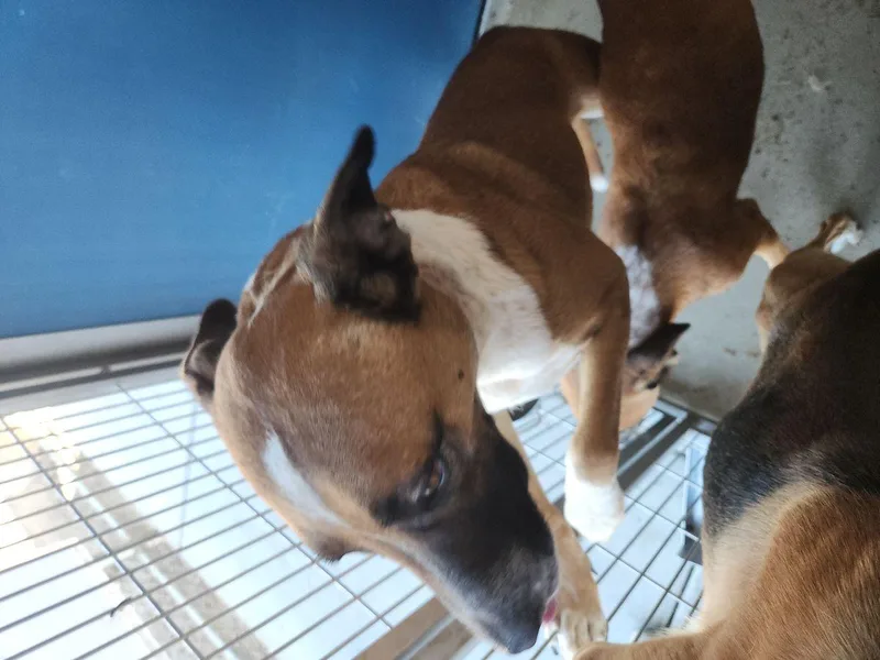An adult medium-sized male Labrador Retriever dog named Pebbles for adoption in Kingman, AZ