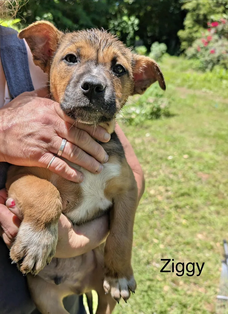 A baby medium-sized female Shepherd dog named Ziggy for adoption in Manchester, CT