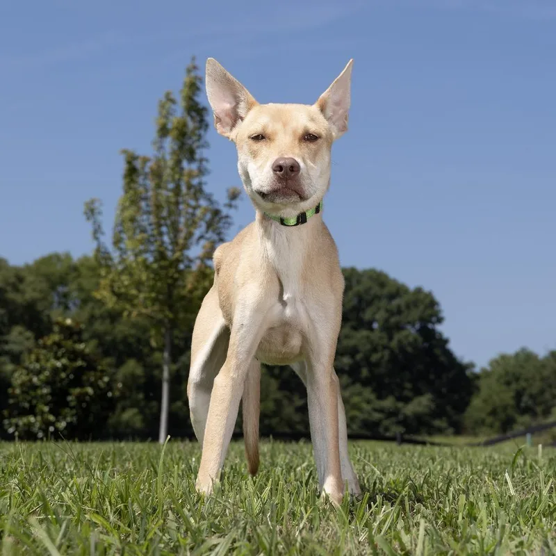 An adult medium-sized female Yellow / Tan / Blond / Fawn Mixed Breed dog named Mango for adoption in Franklin, TN