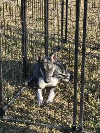 A young medium-sized female Black Siberian Husky dog named Luna for adoption in Liverpool, TX