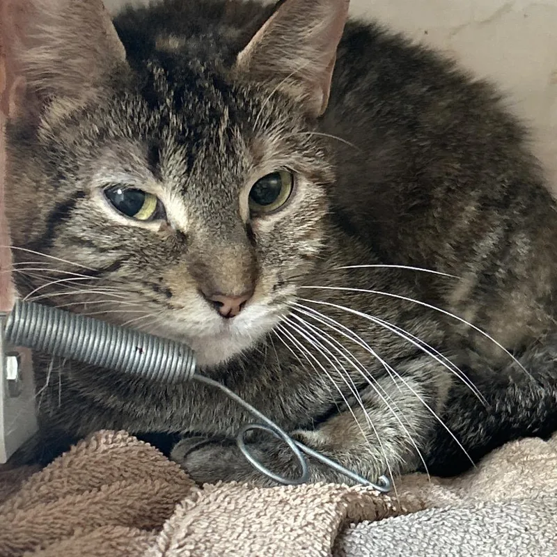An adult medium-sized female Brown / Chocolate Domestic Short Hair cat named Hijinks for adoption in Bristol, IN