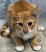 An adult small-sized male Domestic Short Hair cat named Luke for adoption in Shreveport, LA
