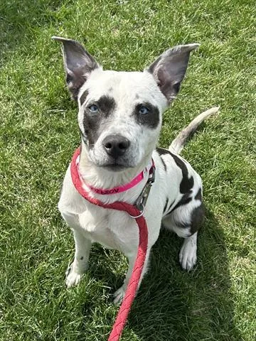 A young medium-sized female Australian Shepherd dog named Muffin for adoption in Dayton, OH