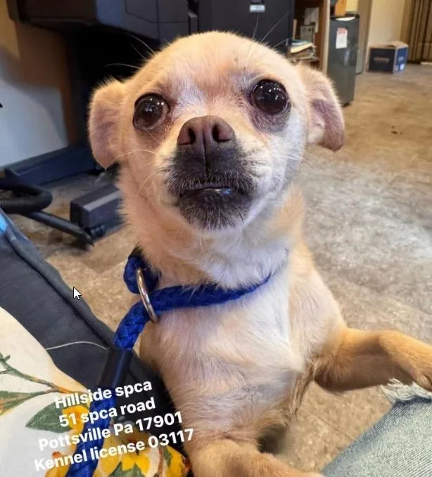 An adult small-sized female Chihuahua dog named Sour Patch for adoption in Pottsville, PA