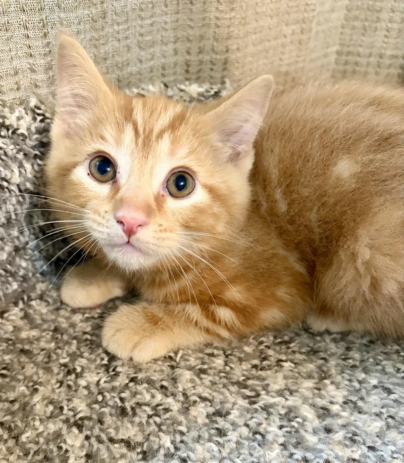 A baby medium-sized male Orange / Red Domestic Short Hair cat named Greybeard for adoption in Rootstown, OH