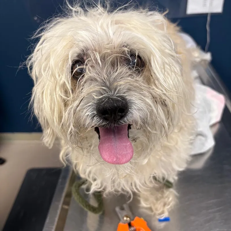 An adult small-sized male White / Cream Mixed Breed dog named Bugger for adoption in Newark, NJ