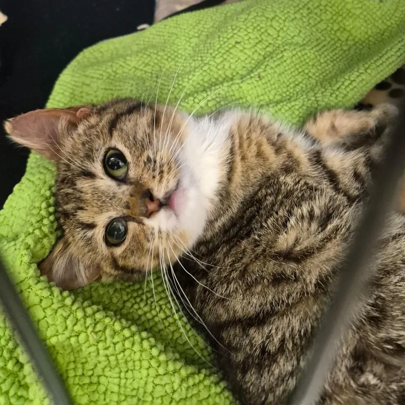 A baby small-sized female Black Domestic Short Hair cat named Bee for adoption in Bismarck, ND