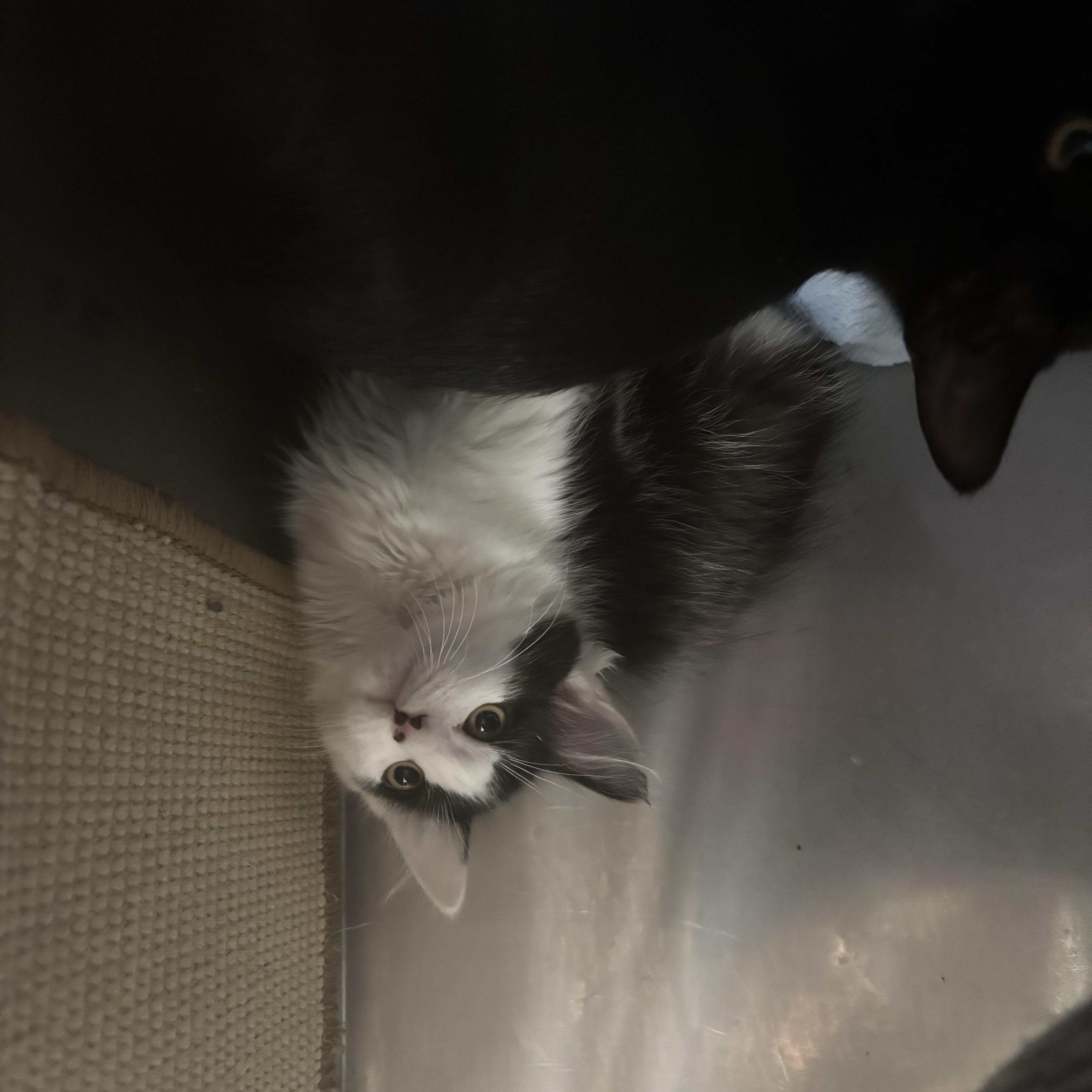 A baby medium-sized male Black & White / Tuxedo Domestic Medium Hair cat named Neptune for adoption in Boone, IA
