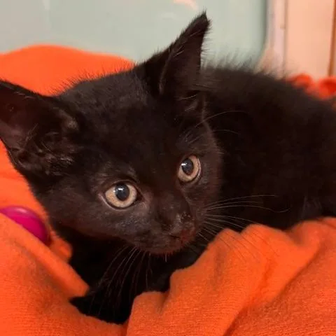 A baby small-sized male Black Domestic Short Hair cat named Pogo for adoption in South Elgin, IL