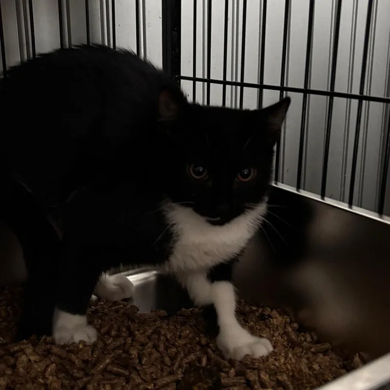 A baby medium-sized male Domestic Short Hair cat named Bailey for adoption in Pawling, NY