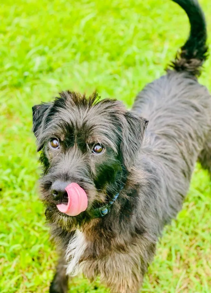 An adult large-sized female Mixed Breed dog named Rosie for adoption in Chickamauga , GA