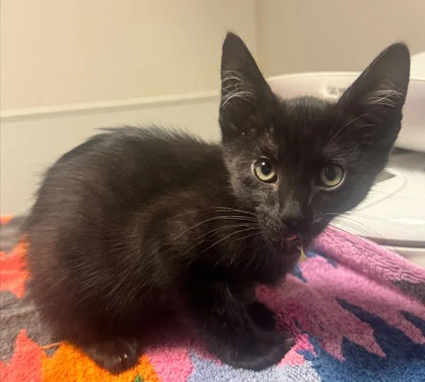 A baby small-sized male Domestic Medium Hair cat named Vincent Van Gogh for adoption in Oakland, CA