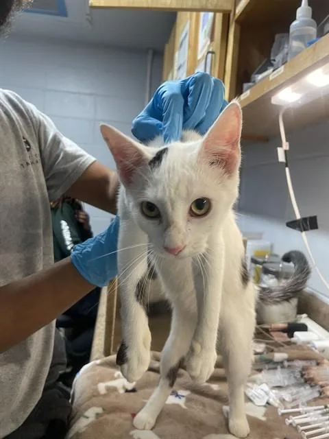 A young large-sized female Domestic Short Hair cat named Zendaya for adoption in Tallahassee, FL