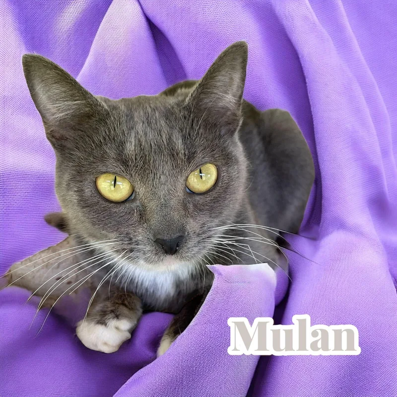 Mulan  Nj thumbnail 2