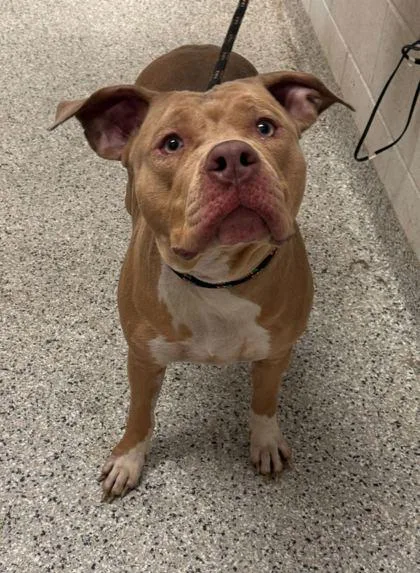 An adult large-sized female Yellow / Tan / Blond / Fawn Pit Bull Terrier dog named Betty for adoption in Kansas City, MO