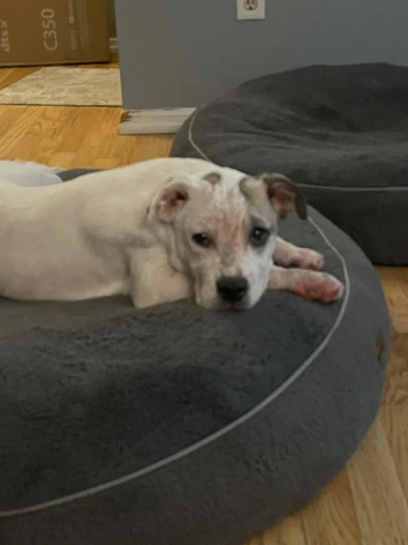 A young medium-sized male Mixed Breed dog named Jasper for adoption in Fenton, MO