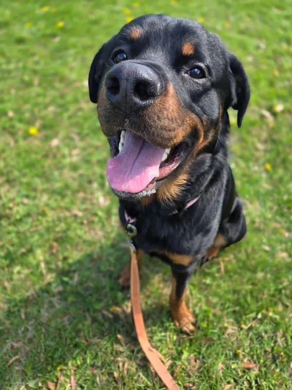 A young large-sized male Rottweiler dog named Dino for adoption in Millersville, MD