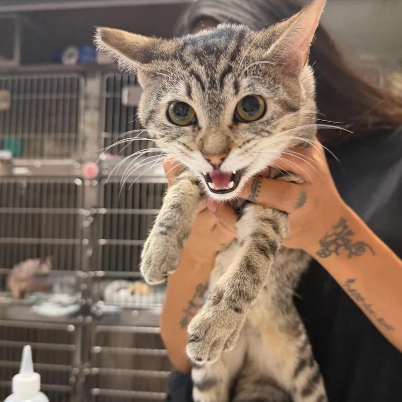 A baby small-sized female Brown / Chocolate Domestic Short Hair cat named Selina for adoption in Las Vegas, NV