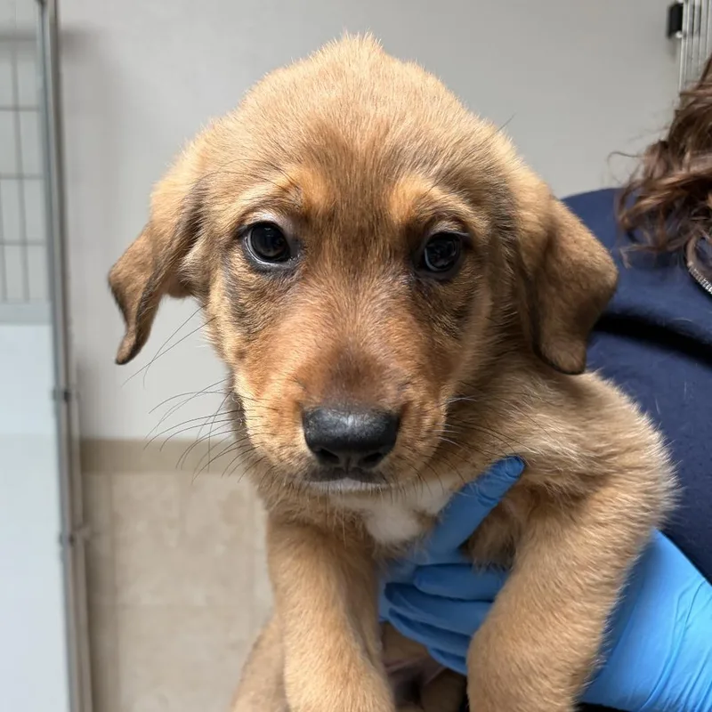 A baby small-sized male Brown / Chocolate Great Pyrenees dog named Apple for adoption in Ojai, CA
