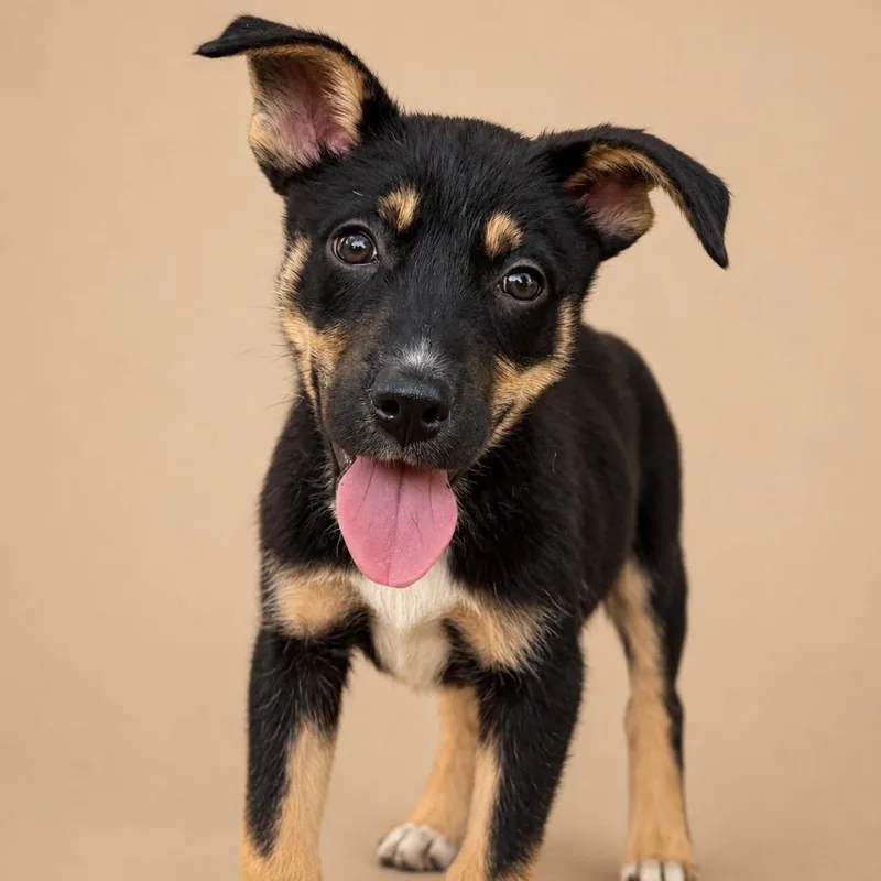A baby medium-sized female Black Mixed Breed dog named Mabel for adoption in Bend, OR
