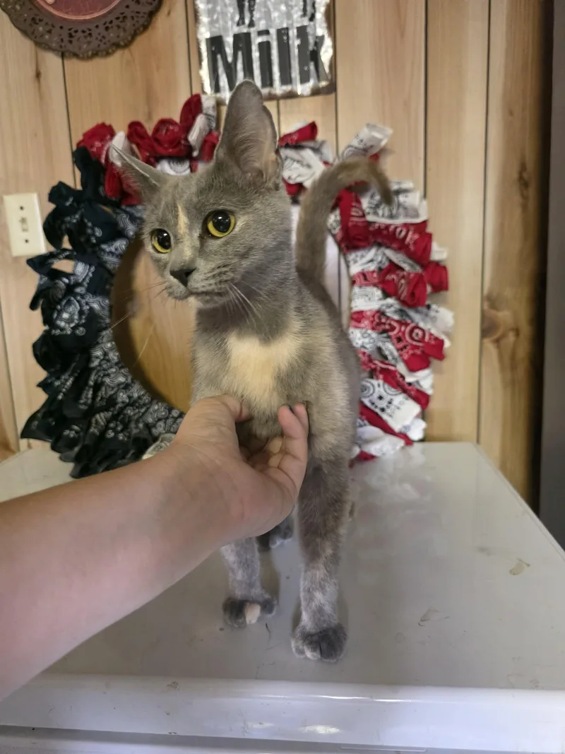 An adult medium-sized female Dilute Tortoiseshell Domestic Short Hair cat named Sundae for adoption in Cosby, TN