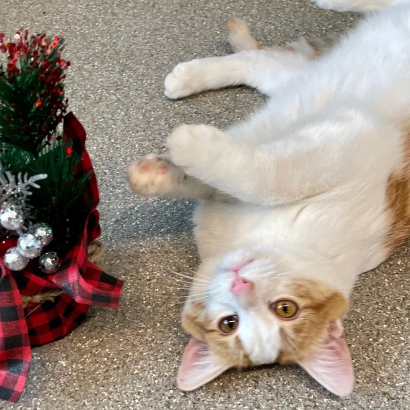 An adult large-sized male Domestic Short Hair cat named Arnold for adoption in Hailey, ID