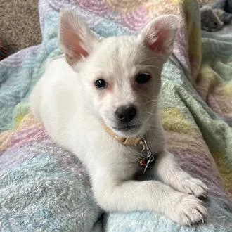 A baby small-sized female White / Cream Mixed Breed dog named Dunkin for adoption in Buffalo, MN