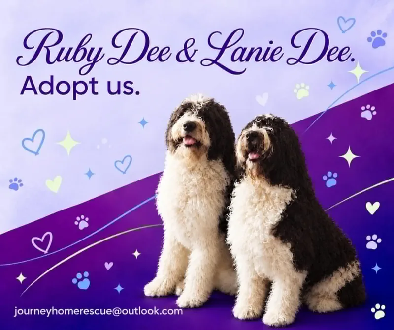 An adult extra large-sized female Black Saint Bernard dog named Lanie dee for adoption in East Wenatchee, WA