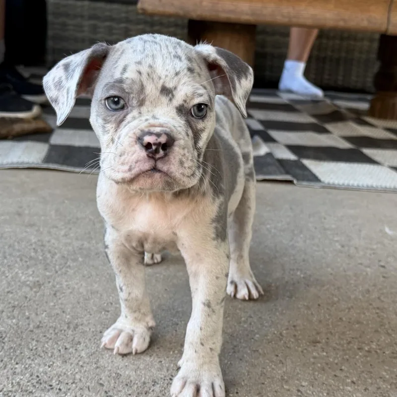 A baby medium-sized male Gray / Blue / Silver English Bulldog dog named Reagan for adoption in Sacramento, CA